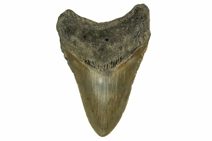 Fossil Megalodon Tooth - North Carolina #328074